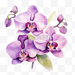 紫色花水彩图片_紫色兰花花水彩