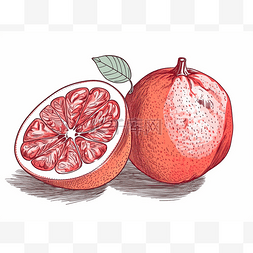 成熟的柚子手绘插画