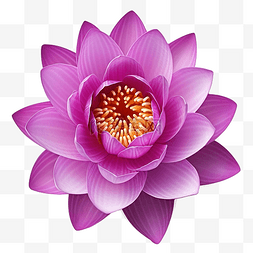 紫色莲花与剪切路径隔离