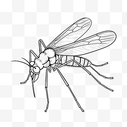 昆虫蚊子涂鸦