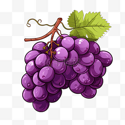 新鲜的紫葡萄 紫葡萄 卡通