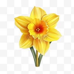 黄色水仙花特写春天花朵的现实例