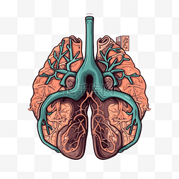 肺剪贴画 肺与动脉和静脉卡通 向