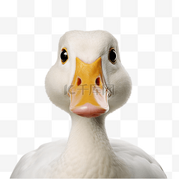 鸭脸框 动物脸