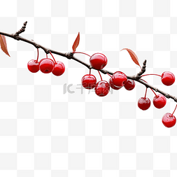 紅櫻桃樹枝
