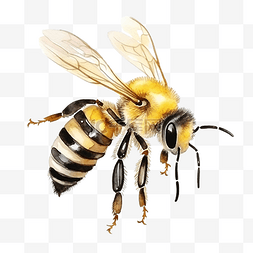 熊蜂图片_水彩插图蜜蜂