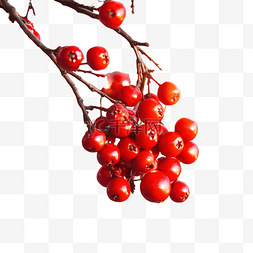 红色的节日快乐图片_红色冬青浆果和圣诞树与节日散焦