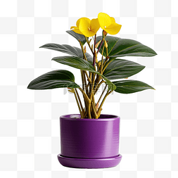 紫色花盆栽png图片_紫色盆栽中简单美观的黄花室内植