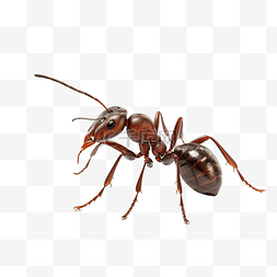 工人小图片_3d 孤立的蚂蚁