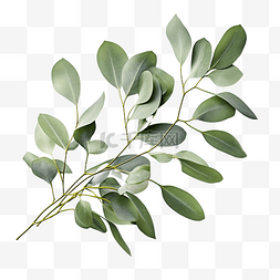 绿叶树枝桉树橄榄绿叶