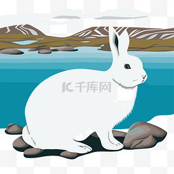北极野兔 向量