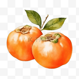新鲜的柿子图片_水彩柿子柿子水果