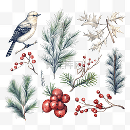 天然圣诞物品的集合植物鸟花云杉