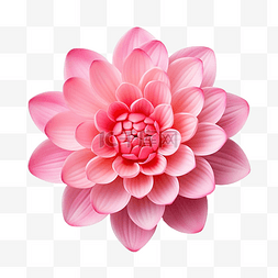 粉红色的莲花图片_单个美丽的粉红色睡莲或莲花佛花