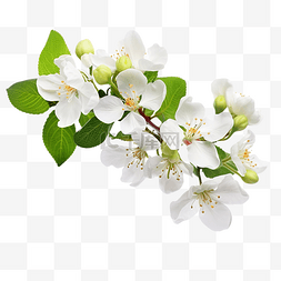白色的花朵 苹果枝的一个分支，