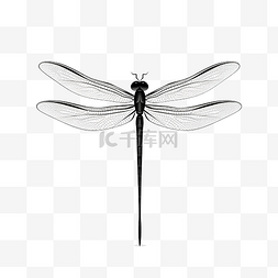 涂鸦植物图片_简单地从蜻蜓中提取分离的蜻蜓昆