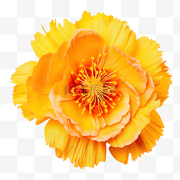 hilacania 黄色花 橙色