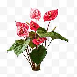 生长开花图片_红掌anthurium v??illenaorum属于天南星