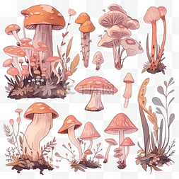 蘑菇和花图片_白色背景上的植物蘑菇和动物植物