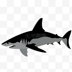 剪影鲨鱼 向量