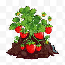 卡通土壤植物图片_草莓植物剪贴画草莓植物与土壤和