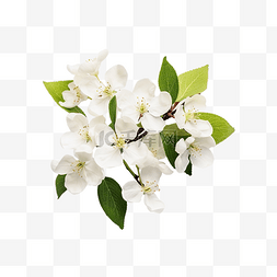 抽象白色花朵图片_白色的花朵 苹果枝的一个分支，