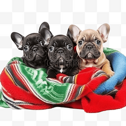 法国斗牛犬小狗与圣诞毯子和小玩