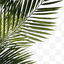 柔光背景图片_椰子棕榈叶阴影热带叶覆盖窗外的
