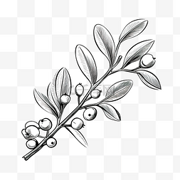 插画植物线描图片_斯堪的纳维亚风格的槲寄生线描手