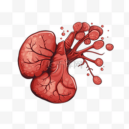 最小风格的肝脏插图