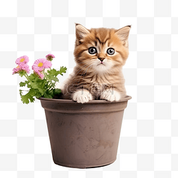 可爱盆栽花盆小猫宠物可爱猫咪可