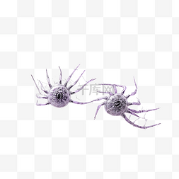 紫色黑夜图片_万圣节假期白色蜘蛛网与两个黑色