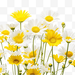 中蜂蜜图片_夏季白色背景中的玉米万寿菊草甸