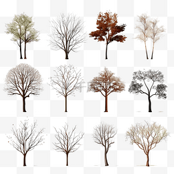老树木图片_收集没有叶子的树隔离png文件