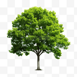 绿树 PNG