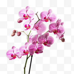 抽象兰花图片_茎粉红色兰花