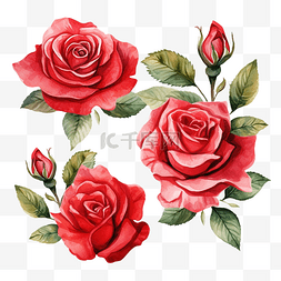一套红玫瑰水彩插图PNG文件