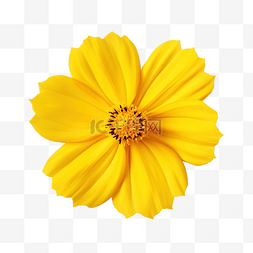 黄色花瓣背景图片_孤立的黄色波斯菊与剪切路径