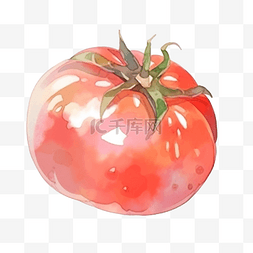 植物番茄图片_感恩节装饰元素的番茄水彩风格