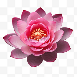 粉红色的莲花植物