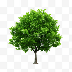 菩提葉图片_孤立的小绿树