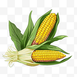 背景贴画图片_甜玉米剪贴画 两只玉米穗，叶子