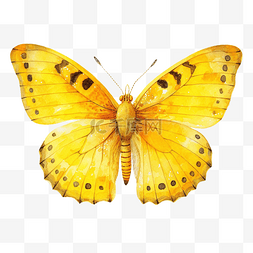水彩黄色蝴蝶