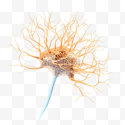 神经元细胞图片_用于生物学研究的人类感觉神经元