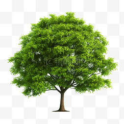 有木有图片_绿树植物森林