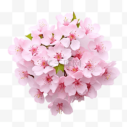 桃花的叶子图片_粉紅色的櫻桃花