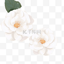 无缝植物图片_平面式白色山茶花无缝图案