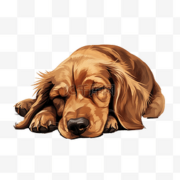 可爱的长耳棕色狗睡在地板上，它