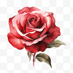 水彩手绘红玫瑰图片_水彩红玫瑰