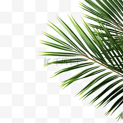 夏季椰子棕榈树叶角装饰